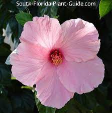 Proper care of hibiscus is needed to keep … Hibiscus Tree