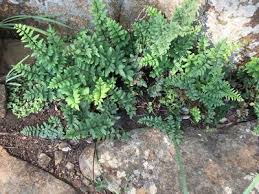 Image result for Cheilanthes quadripinnata