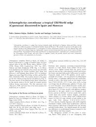 Image result for Schoenoplectus muriculatus