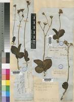 Image result for Senecio ruwenzoriensis