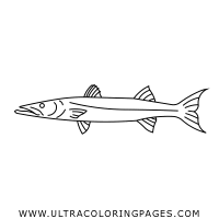 Train motor skills imagination, and patience of children, develop motor skills, train concentration. Barracuda Coloring Pages Ultra Coloring Pages