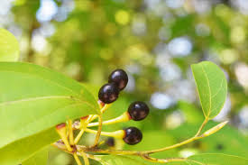 庭木図鑑 植木ペディア