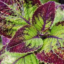 Maybe you would like to learn more about one of these? Coleus Plant Purple Green Leaves Bicolor By Eq Roy Photo Stock Snapwire
