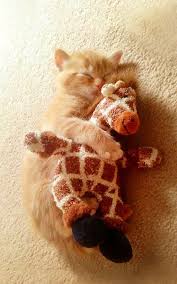 adorable little ginger kitten with her giraffe cuddly toy best friend aww sevimli kedi yavrulari hayvan yavrusu kediler ve yavrulari