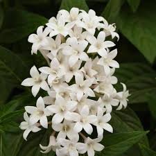 Image result for Pentas schumanniana