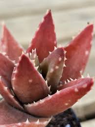 Image result for Aloe nuttii
