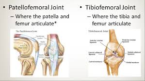 How To Improve Knee Strength And Stability Peter Nelson Fitness