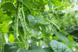 Image result for Vigna unguiculata