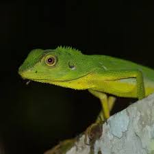 Image result for Blotiella crenata