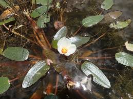 Image result for Ottelia exserta