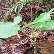 Image result for Piper umbellatum