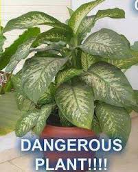 Is The Dumb Cane Dieffenbachia A Deadly Houseplant