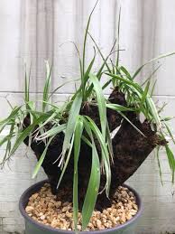 Image result for Xerophyta trichophylla