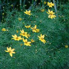 We did not find results for: Zagreb Thread Leaved Tickseed Finegardening