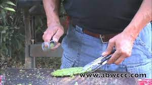 Fyi the cactus with pink flowers and dense white. Cactus Cleaner Removing Thorns From Nopales Youtube