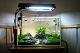 Akuarium dapat berbentuk bulat, kubus, diorama, empat persegi panjang atau berbentuk. Model Aquarium Hias Yang Populer Hingga Saat Ini