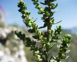 Image result for Suaeda articulata