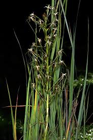 Image result for Habenaria nyikana