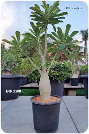 Image result for Obetia tenax