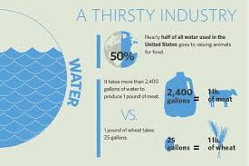 Infographic Veganism And The Environment Animal Agriculture Infographic Sustainable Eating