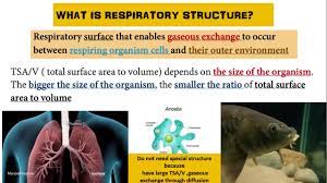 A complete biology spm exam focus ,marking scheme included. 8 1 Types Of Respiratory System Biology Kssm Form 4 Chapter 8 Youtube