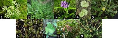 Image result for Floscopa africana