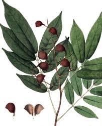 Image result for Copaifera