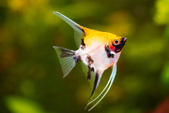 Angelfish