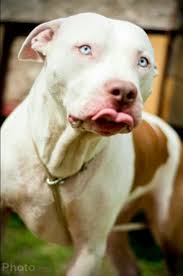 Pitbull Terrier Black And Blue Eyes Such Beautiful Eyes Animal Lover Cute Dogs White Pitbull