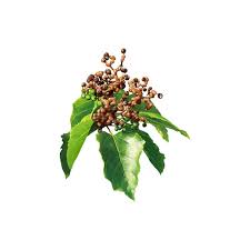 Image result for Hovenia