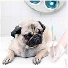 Dog Vaccinations For Your Pug A Quick Guide Loves Pugs