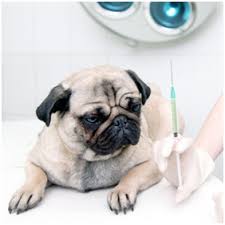 dog vaccinations for your pug a quick guide loves pugs