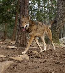 While once abundant in east texas, red wolves had become at best very scarce in the area by the 1960's. A State Wants To Save The Red Wolves And You Should Too Only In Arkansas