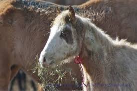 Blm Freezemark Wild Horse Education