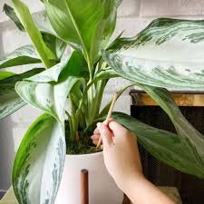 Cactus, palm and citrus potting soil: How To Aerate Your Houseplant S Soil And Why You Should Plant Care Tips And More La Residence