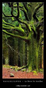 La Delicieuse Recette Des Cookies Au Chocolat Avec Seulement 3 Ingredients Pindesign Nature Tree The Magic Faraway Tree Tree Photography