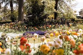 Colourful Poppy Flowers In The Gardens Of Toowoomba Flower Festival