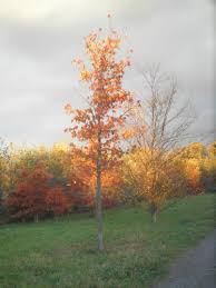 Beautiful Autumn Parks Leipzig Unterwegs