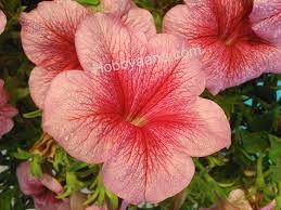 Petunia Flower Information In Hindi Best Flower Wallpaper