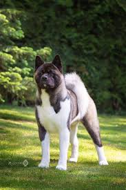 A japanese strain, commonly called akita inu (inu means dog in japanese) or japanese akita, and an american strain, known as the akita or american akita. Unsere Akitas