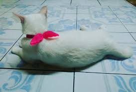 Harga vaksin sinovac diperkirakan data hasil uji klinik fase 3 di bandung menunjukkan tingkat efikasi vaksin sinovac mencapai 65,3 persen. The Kampungs Publicaciones Facebook