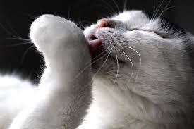 Dandruff, with its telltale small, white flakes, is usually easy to see on your cat's fur and can also be spotted on furniture. Cat Dander Causes And Treatment Lovetoknow