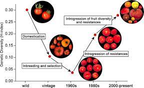 Breeding Increased The Diversity Of Cultivated Tomatoes