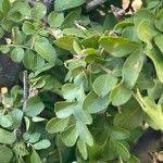 Image result for Haplocoelum