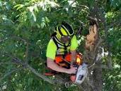 Raliegh NC Tree Removal | Durham Tree Removal Service Company ...