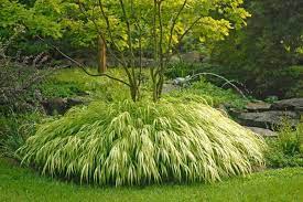 Ornamental Japanese Forest Grass In Your Outdoor Yard Japanese Forest Grass Shade Plants Shade Garden