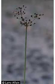 Image result for Fimbristylis quinquangularis