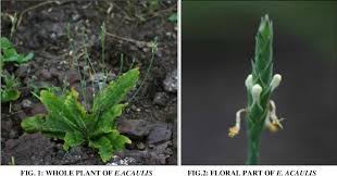 Image result for Elytraria acaulis