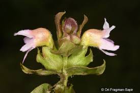 Image result for Harveya