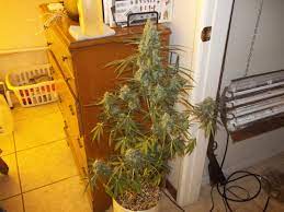 Small Room Design Best Closet Grow Ideas Bedroom Setup Living For Adults House Designs Rooms Apppie Org